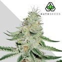 Dreamberry (Auto Seeds) Femminizzata