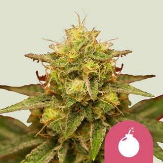 Royal Domina (Royal Queen Seeds) Femminizzata