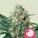 Royal Cookies (Royal Queen Seeds) Femminizzata