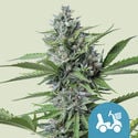 Fast Eddy Automatic (Royal Queen Seeds) Femminizzata