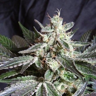 Black Jack - F1 Fast Version (Sweet Seeds) Femminizzata