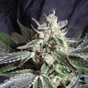 Black Jack - F1 Fast Version (Sweet Seeds) Femminizzata