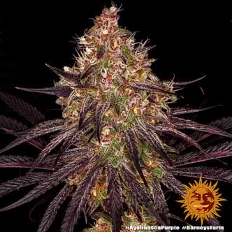 Ayahuasca Purple (Barney's Farm) femminizzata