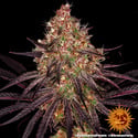 Ayahuasca Purple (Barney's Farm) femminizzata