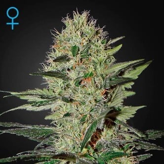 Exodus Cheese Autofiorente (Greenhouse Seeds) Femminizzata