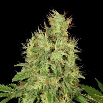 CBD-Chronic (Serious Seeds) Femminizzata