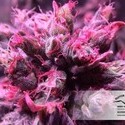 Master Kush (Dutch Passion) femminizzata