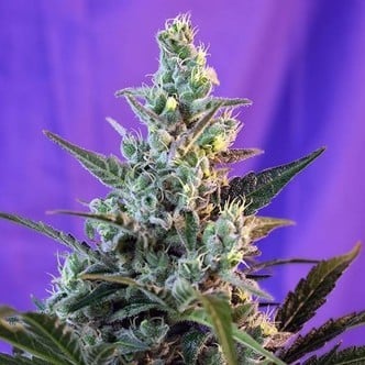 Sweet Skunk - F1 Fast Version (Sweet Seeds) Femminizzata