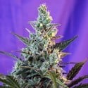 Sweet Skunk - F1 Fast Version (Sweet Seeds) Femminizzata