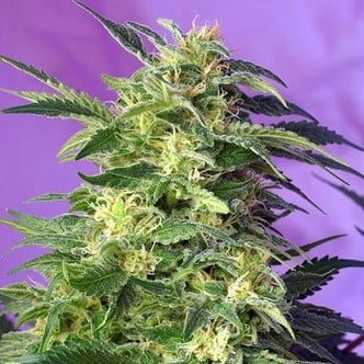 Killer Kush Auto (Sweet Seeds) Femminizzata