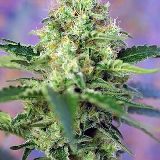 Crystal Candy (Sweet Seeds) Femminizzata