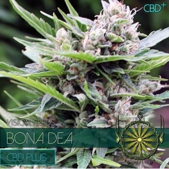 Bona Dea (Vision Seeds) Femminizzata