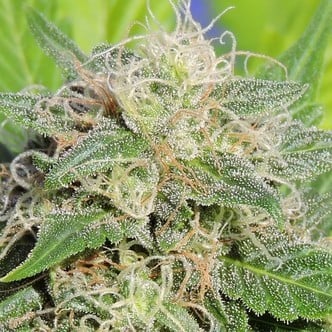 Super Auto Lemon Haze (Original Sensible Seeds) Femminizzata