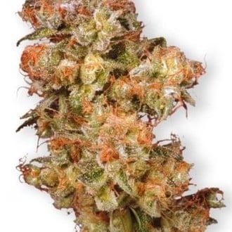 Snow Bud (Dutch Passion) Femminizzata