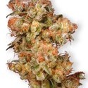 Snow Bud (Dutch Passion) Femminizzata