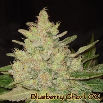 Blueberry Ghost OG (Original Sensible Seeds) Femminizzata