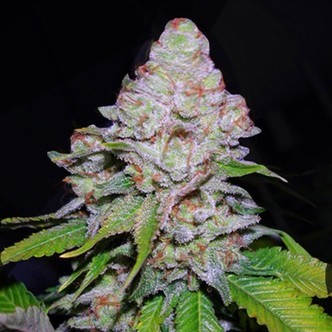 White Berry (VIP Seeds) Femminizzata