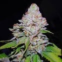 White Berry (VIP Seeds) Femminizzata