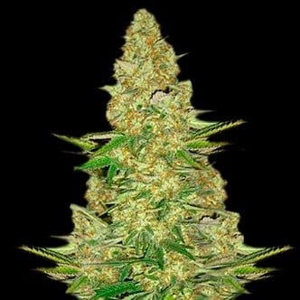 Power VIP (VIP Seeds) Femminizzata