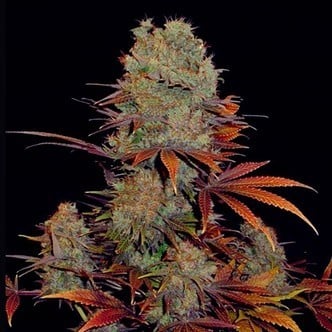 Landysh (VIP Seeds) Femminizzata