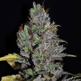 Viagrra (VIP Seeds) Femminizzata