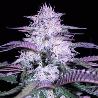 Currant Kush (VIP Seeds) Femminizzata