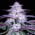 Currant Kush (VIP Seeds) Femminizzata