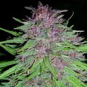 Erdpurt (ACE Seeds) Femminizzata