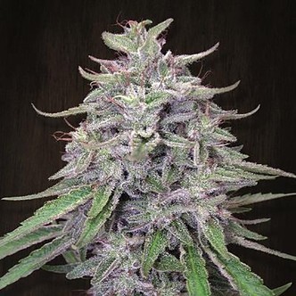 Bangi Haze (ACE Seeds) Femminizzata