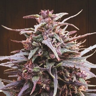 Purple Haze x Malawi (ACE Seeds) Femminizzata