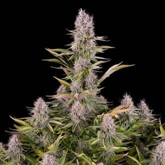 Amnesia Kush (Dinafem) Femminizzata