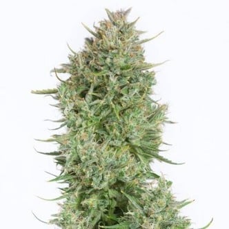 Blue Kush Autofiorente (Dinafem) Femminizzata