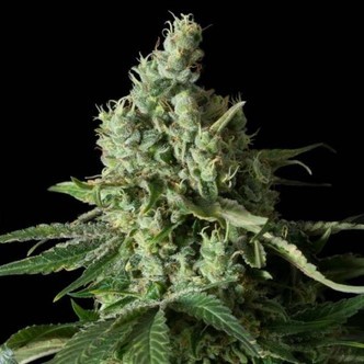 Moby Dick CBD (Dinafem) Femminizzata