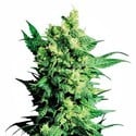 Shiva Shanti 2 (Sensi Seeds) Regolare