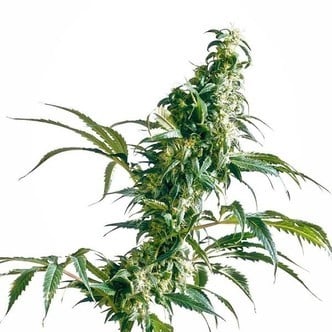 Mexican Sativa (Sensi Seeds) Regolare/femminzzata