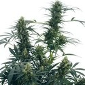 Guerrilla's Gusto (Sensi Seeds) Regolare