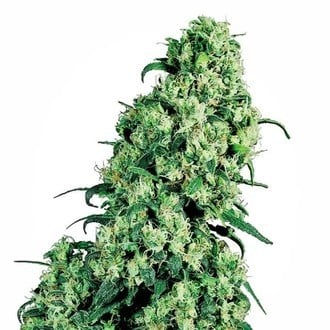 Skunk 1 (Sensi Seeds) Regolare