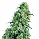 Skunk 1 (Sensi Seeds) Regolare