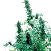 Early Skunk (Sensi Seeds) Regolare