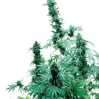 Early Skunk (Sensi Seeds) Regolare