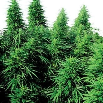 Ruderalis Skunk (Sensi Seeds) Regolare