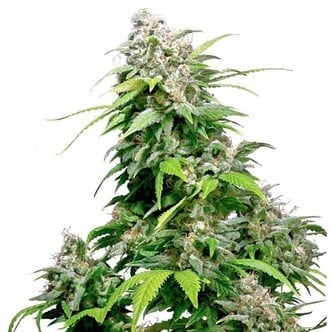 California Indica (Sensi Seeds) regolare