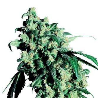 Super Skunk (Sensi Seeds) regolare