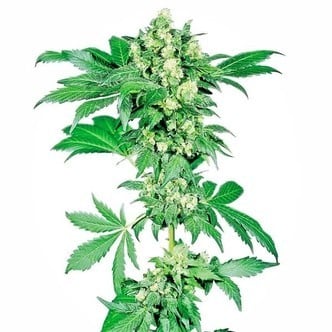 Afghani 1 (Sensi Seeds) regolare