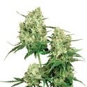 Maple Leaf Indica (Sensi Seeds) Regolare