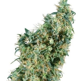 First Lady (Sensi Seeds) Regolare