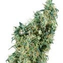 First Lady (Sensi Seeds) Regolare