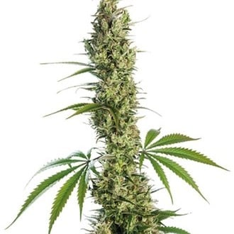 Eagle Bill (Sensi Seeds) regolare