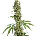 Eagle Bill (Sensi Seeds) regolare