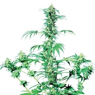 Early Girl (Sensi Seeds) regolare